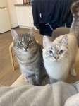 ЗаМУРррчательная КОТОФОТОВЫСТАВКА!!! 