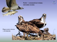 ������ ����� � �ר���� ����Ż