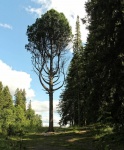 Кедр и дуб из Выборгского района могут стать историческим деревом года