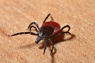 ����: ��� ���� ����� � �������� ��������