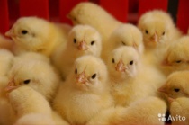 �������� ������� �� ������ ��������