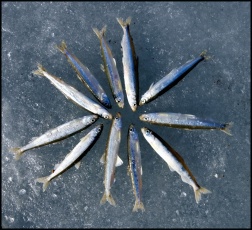 ���������� ����������� ������������� ������� ������������� � ��������� ������� ����������