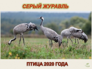 2020 ��� � ��� ������� � ������